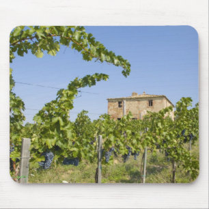 Mousepad Itália, Toscana, Montepulciano. Uvas prontas