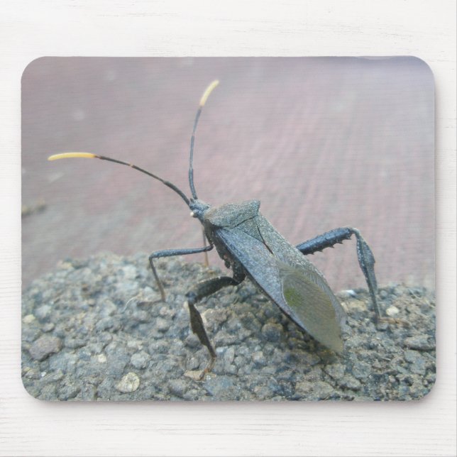 Mousepad Itens do Inseto da Assasina Preta Adulta (Reduviid (Frente)