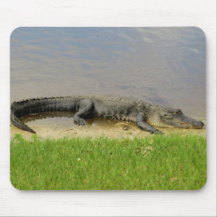 Mousepad Jacaré americano - agradável e quieto