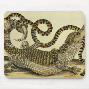 Mousepad Jacaré e cobra, 1730 (gravura colorida)