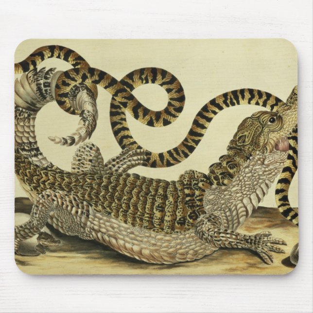 Mousepad Jacaré e cobra, 1730 (gravura colorida) (Frente)
