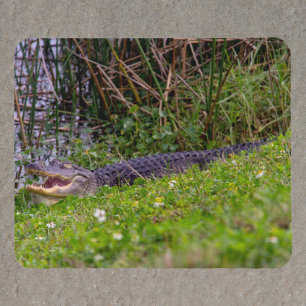 Mousepad Jacaré em fotografia de áreas alagadas da Flórida