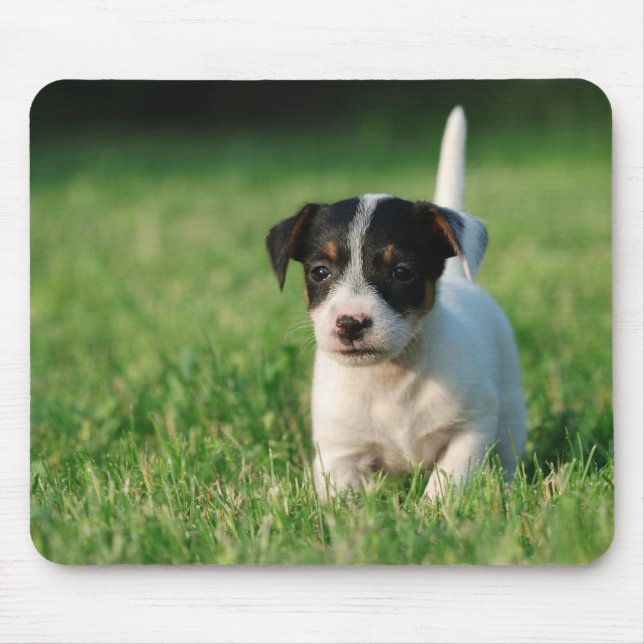 Mousepad Jack Russell Terrier cachorrinho (Frente)