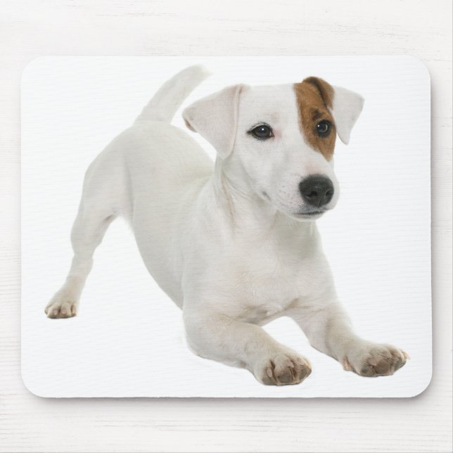 Mousepad Jack Russell Terrier Cão Cachorro Pupado Amor (Frente)