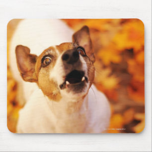 Mousepad Jack Russell Terrier latindo e saltando, outono