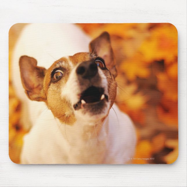 Mousepad Jack Russell Terrier latindo e saltando, outono (Frente)