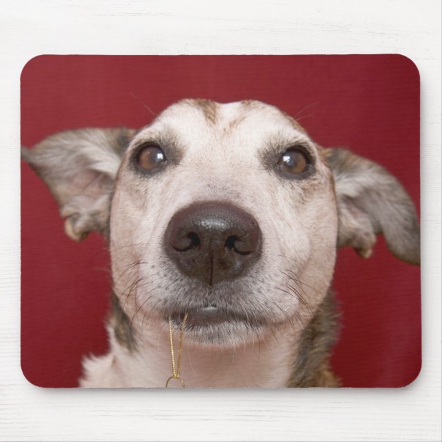 Mousepad Jack Russell Terrier que guardara enfeites de (Frente)