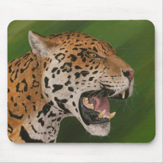 Mousepad Jaguar