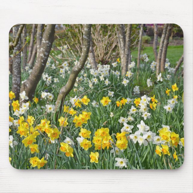 Mousepad Jardim bonito do daffodil do primavera (Frente)