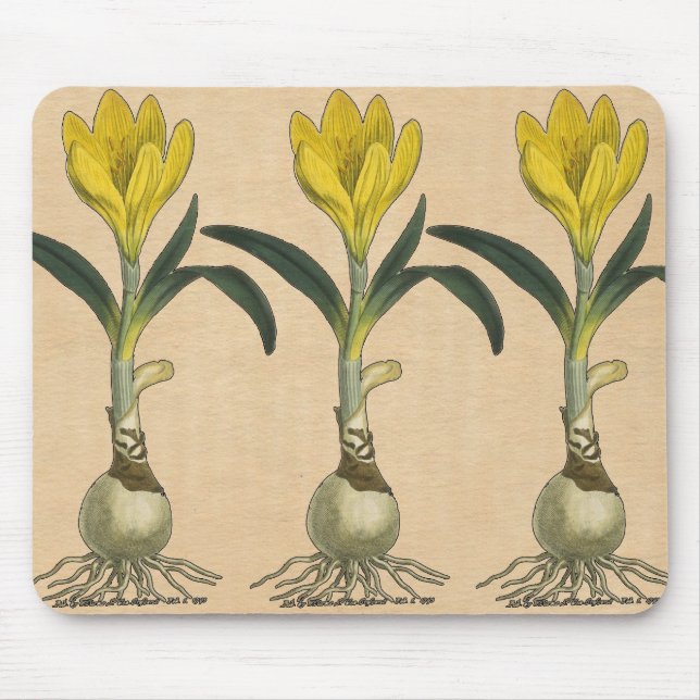 Mousepad Jardim Botânico de Tulipas Amarilis Flor (Frente)