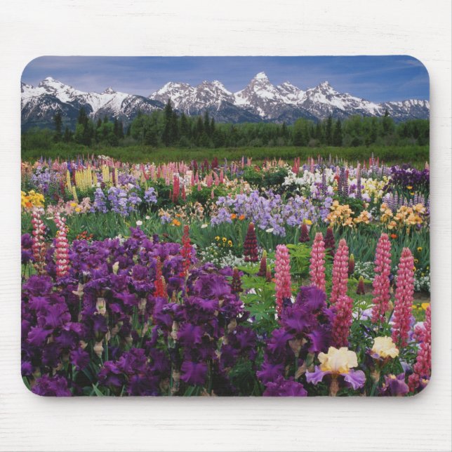 Mousepad Jardim de Íris e Lupino e Cordilheira Teton, (Frente)
