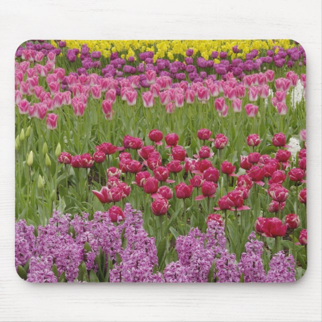 Mousepad Jardim de tulipas, daffodilos e hyacinth (Frente)