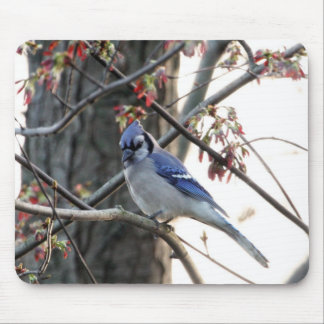 Mousepad Jay azul
