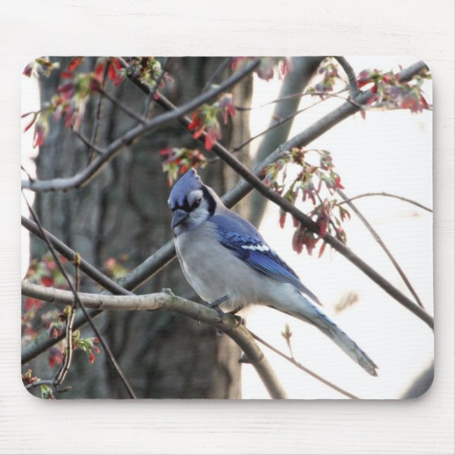 Mousepad Jay azul (Frente)