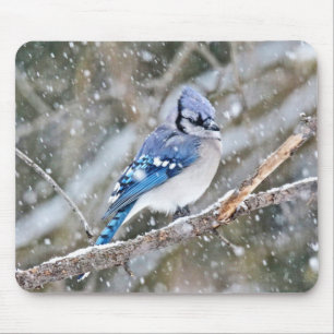 Mousepad Jay azul em uma tempestade de neve