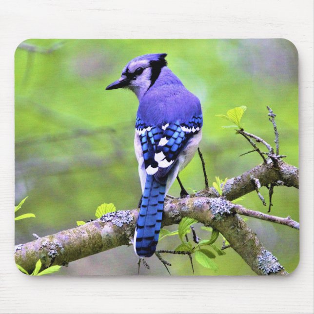 Mousepad Jay Azul na Floresta por Reay of Light (Frente)