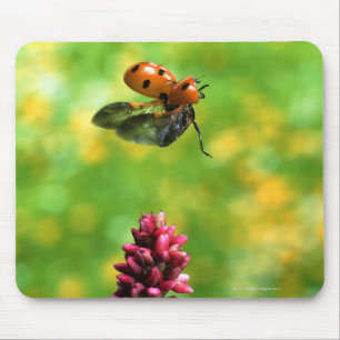 Mousepad joaninha