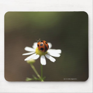 Mousepad Joaninha na flor da camomila