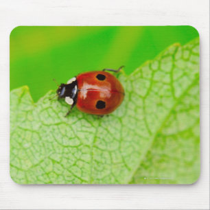 Mousepad Joaninha que anda através de uma folha