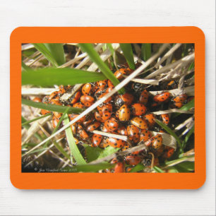 Mousepad Joaninhas (Coccinellidae)
