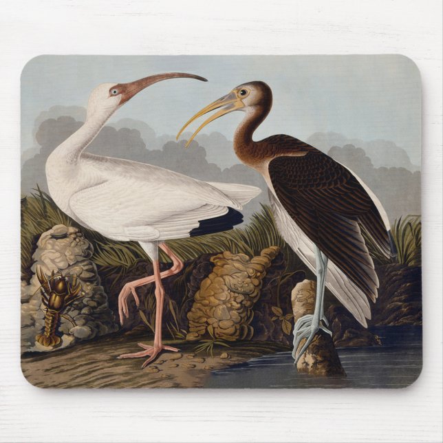 Mousepad John James Audubon White Ibis Bird Print Classic (Frente)