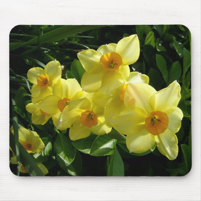 Mousepad Jonquils/Daffodils/narciso (Frente)