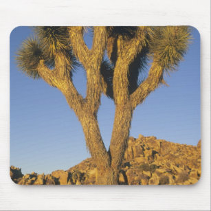 Mousepad Joshua Tree, Yucca brevifolia), e granito