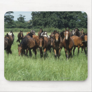 Mousepad Jovens do puro-sangue