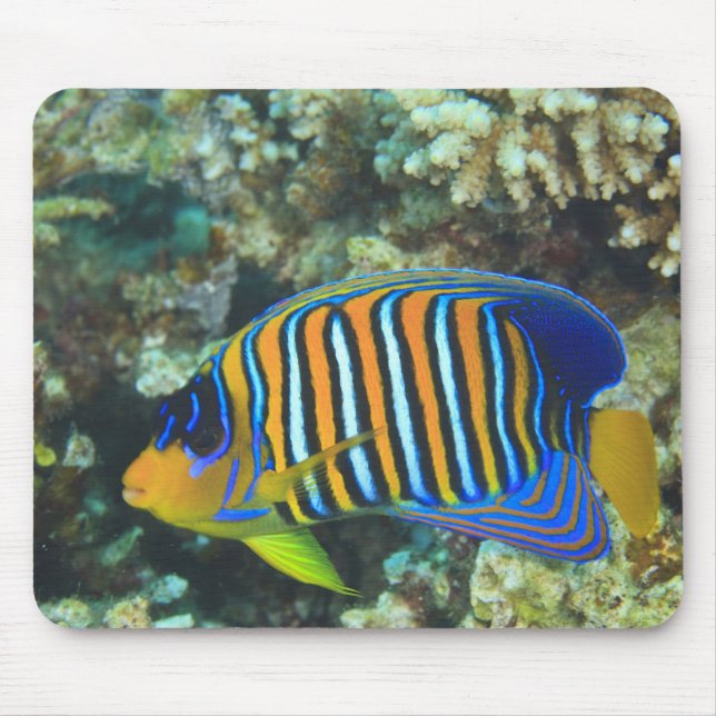 Mousepad Juvenile Regal Angelfish Pygoplites (Frente)