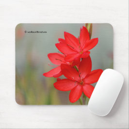 Mousepad Kaffir Lily / River Lily / Hesperantha Coccinea