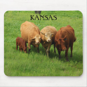 Mousepad Kansas Cow está em uma plantação de mouse verde