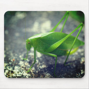 Mousepad Katydid Grafopper Nature