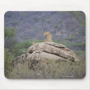 Mousepad Kenya, reserva natural de Samburu, leão fêmea