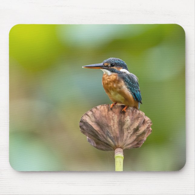 Mousepad kingfisher, animal, natureza (Frente)