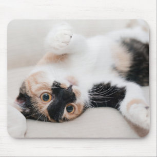 Mousepad Kitten