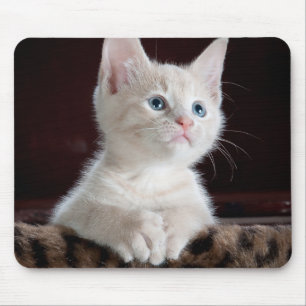 Mousepad Kitten Branco Vulnerável
