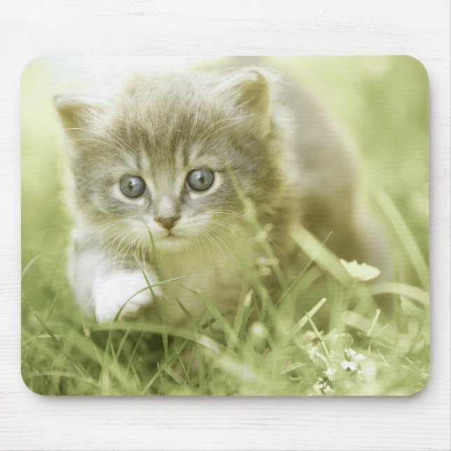 Mousepad Kitten dando passos na grama (Frente)