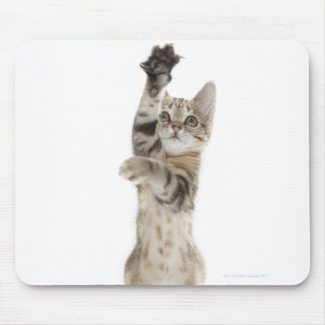 Mousepad Kitten de pé nas patas traseiras (Frente)