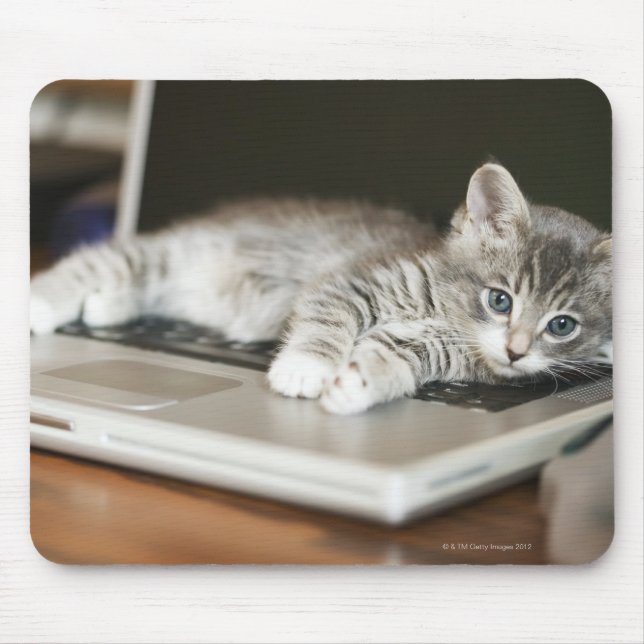 Mousepad Kitten descansando no computador do laptop (Frente)