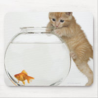 Kitten tentando pegar um peixe dourado