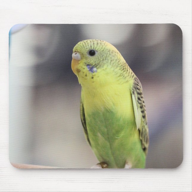 Mousepad Kiwi Burbell (Frente)