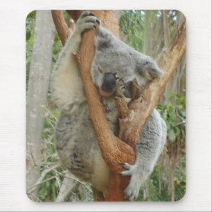 Mousepad Koala cansado