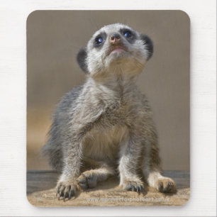 Mousepad Kute Kat Mousemat
