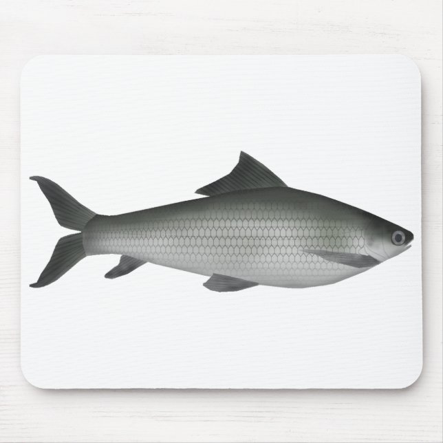 Mousepad Labeo comum (Frente)