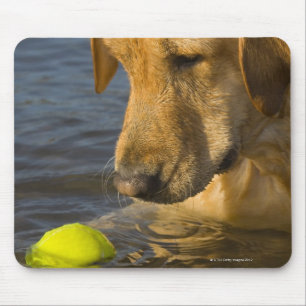 Mousepad Labrador amarelo com uma bola de tênis na água