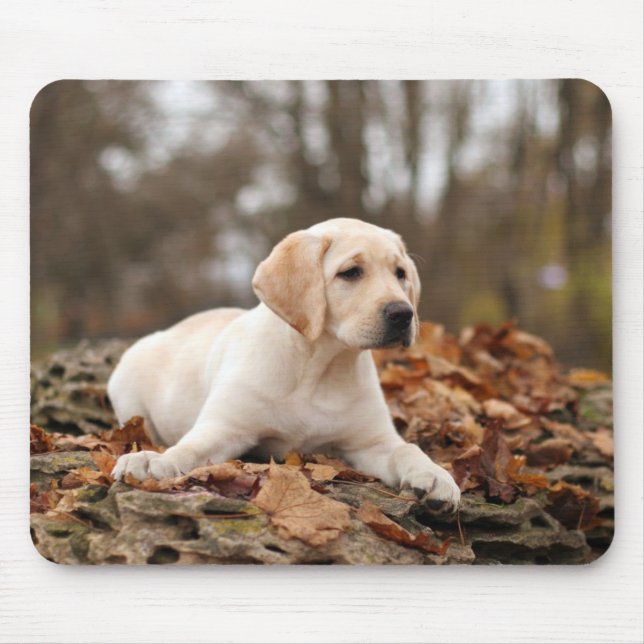 Mousepad Labrador Amarelo Cuppy No Outono (Frente)