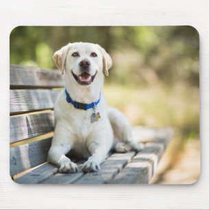 Mousepad Labrador Amarelo Fica No Banco