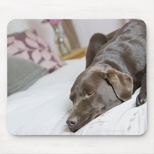 Mousepad Labrador de chocolate dormindo na cama (Frente)