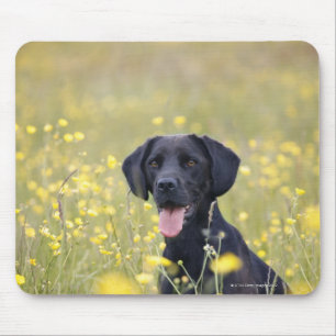 Mousepad Labrador negro 16 meses