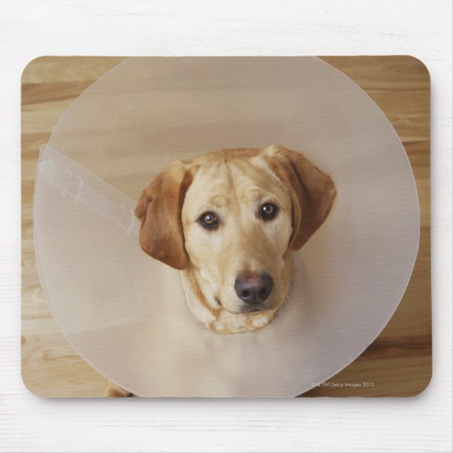 Mousepad Labrador recuperador com cone em volta do pescoço (Frente)